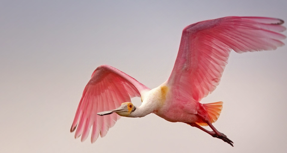 Breeding plumage of the Roseate Spoonbill -- Jack Milchanowski/Photolibrary &copy; (Bing United Kingdom)