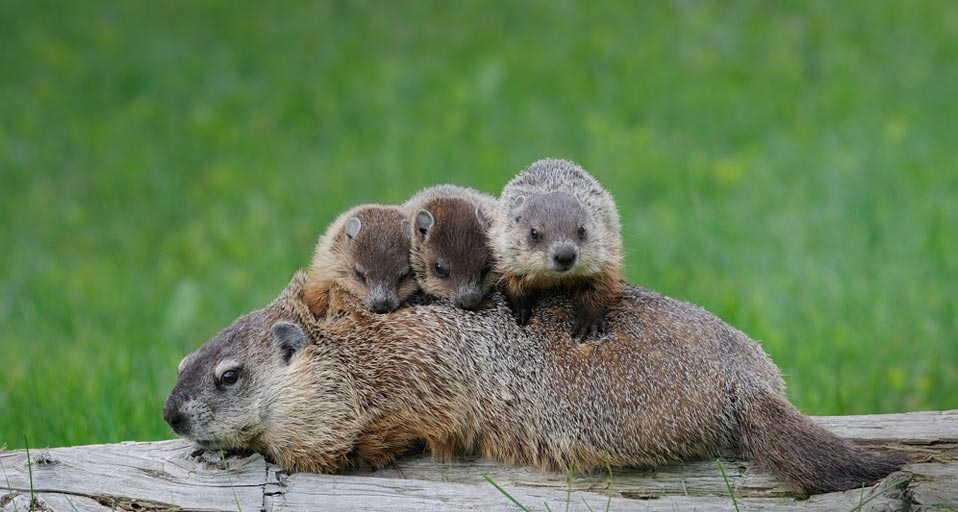 Eine Murmeltier-Mutter mit drei Kleinen in einer grünen Wiese nahe Ontario, Kanada – Stephen J. Krasemann/Corbis &copy; (Bing Germany)