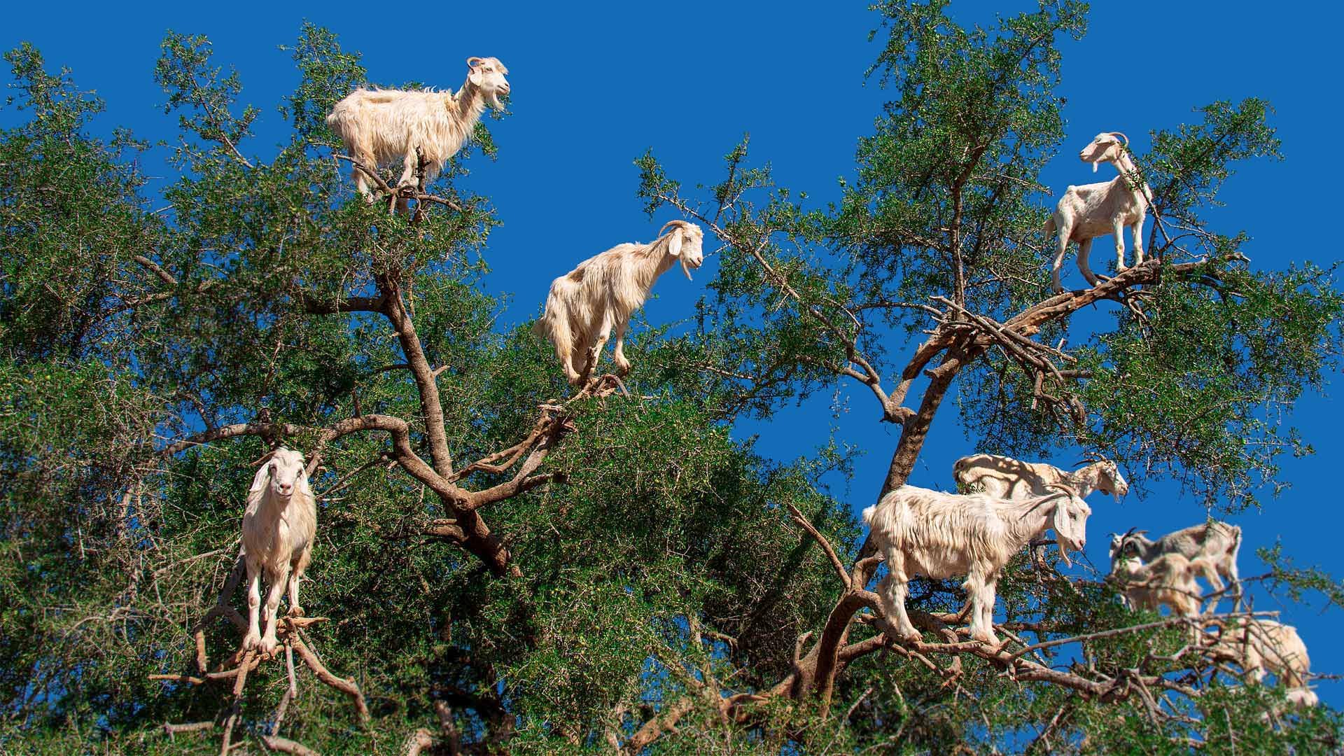 Goats in an argan tree near Essaouira, Morocco (© Nizz/Shutterstock)(Bing United Kingdom)