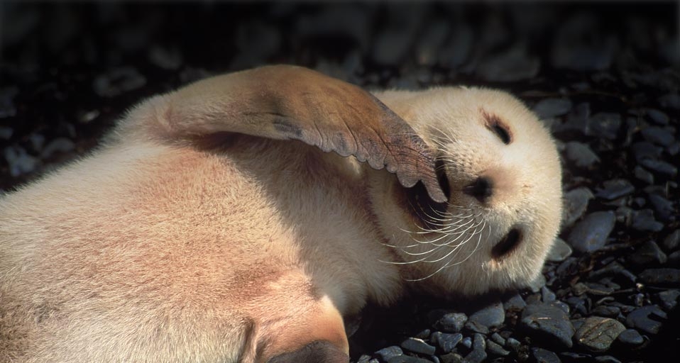 Antarctic fur seal -- Colin Monteath/Photolibrary &copy; (Bing United Kingdom)