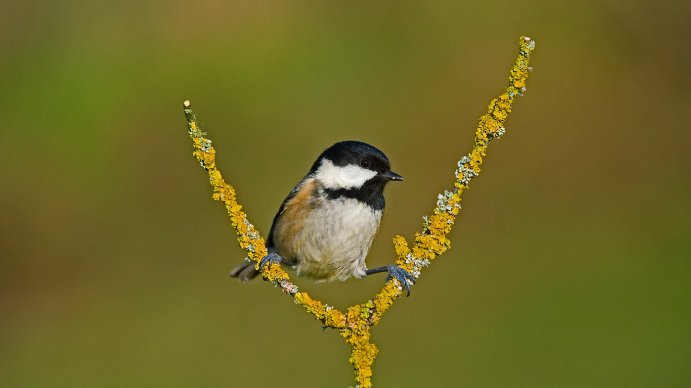 A coal tit taking a break (© NHPA/SuperStock)(Bing United Kingdom)