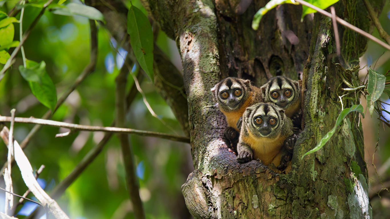Black-headed night monkeys in Pacaya Samiria National Park, Peru (© Cyril Ruoso/Minden Pictures)(Bing Canada)