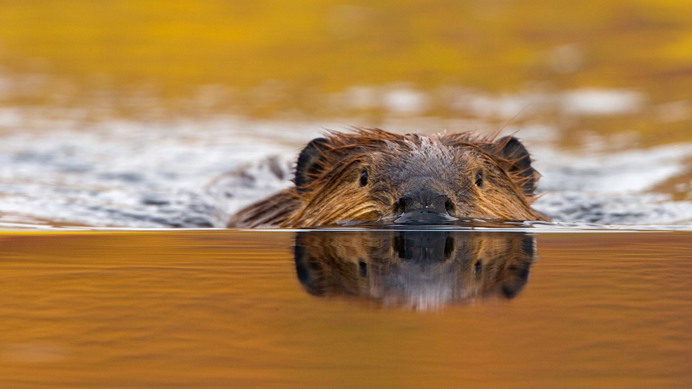 North American beaver in Denali National Park, Alaska, USA (© Eastcott Momatiuk/Masterfile)(Bing United Kingdom)