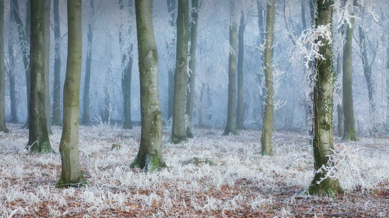 Common beech woodland in Compton Abbas, Dorset (© Guy Edwardes/2020VISION/Minden Pictures)(Bing United Kingdom)