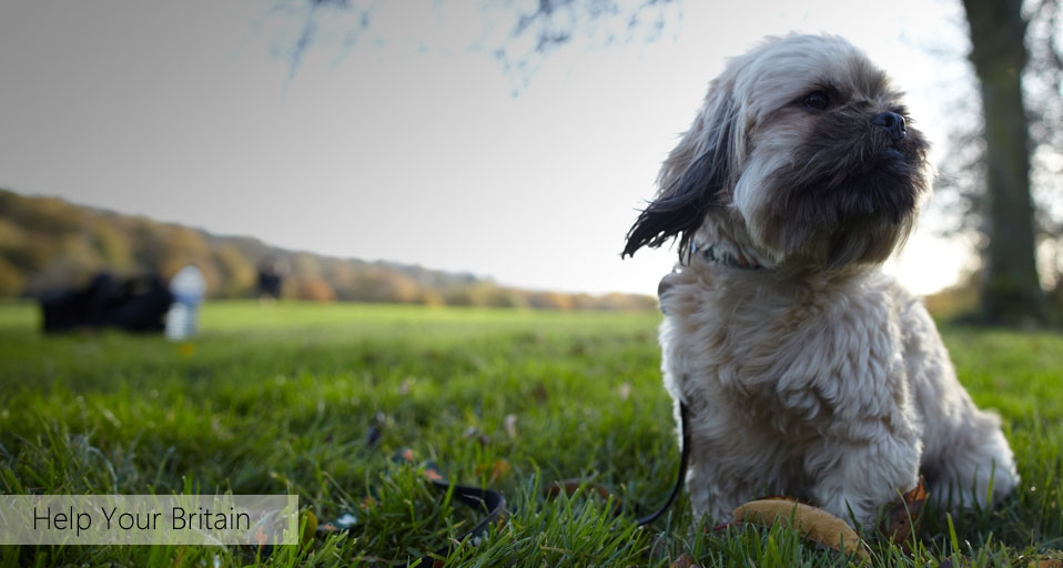 Rescued dog posing for a photo as part of Bing Help Your Britain with the charity All Dogs Matter &copy; (Bing United Kingdom)