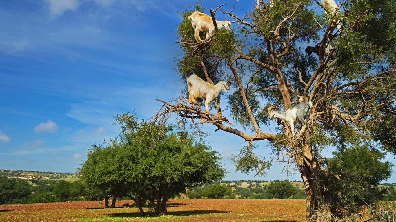 Goats on tree, Morocco, Africa (© Jochen Schlenker/Getty Images)(Bing United Kingdom)