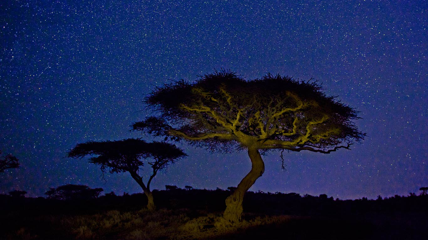 Acacia trees in Lewa Wildlife Conservancy, Kenya (© Marc Muench/Tandem Stills + Motion)(Bing United Kingdom)