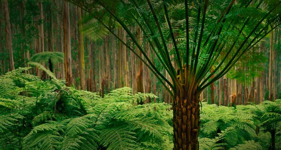 Soft tree ferns in the eucalyptus forest of Dandenong Ranges National Park, Australia -- Frans Lanting/Corbis &copy; (Bing United Kingdom)