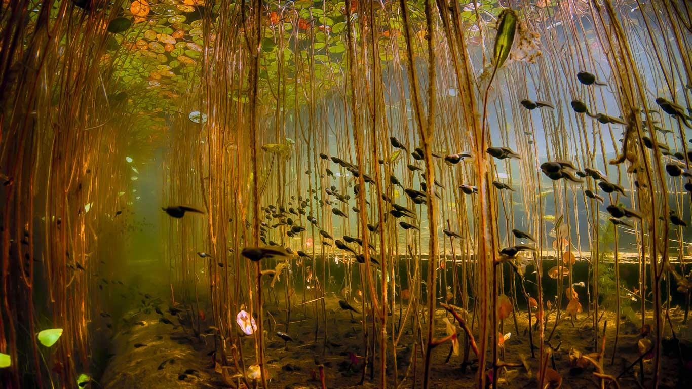 Tadpoles in Cedar Lake, near Campbell River on Vancouver Island, British Columbia (© Eiko Jones Photography)(Bing United Kingdom)