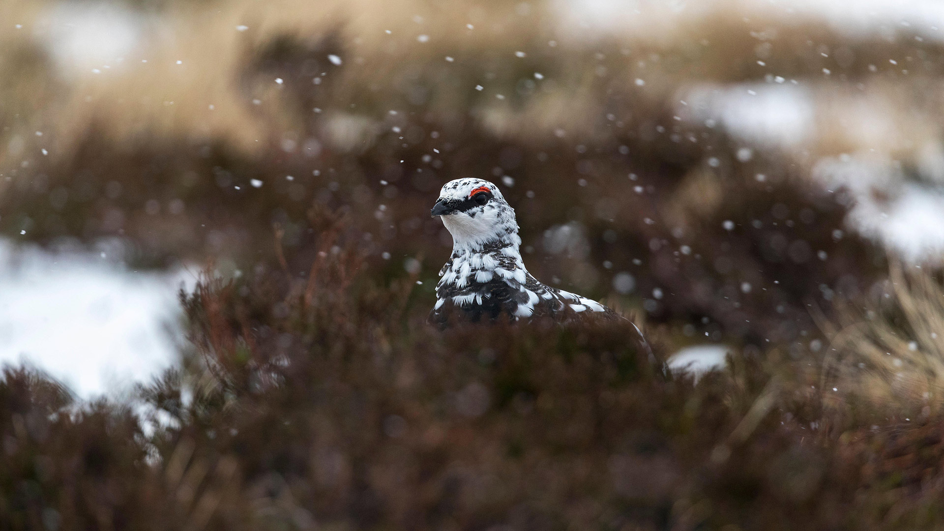 Ptarmigan (lagopus muta) in snow, Scotland (© David Chapman/Alamy Stock Photo)(Bing United Kingdom)