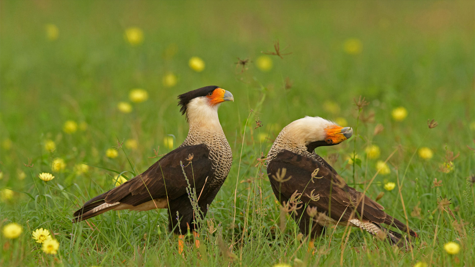 Séduction entre deux Caracaras du Nord au Texas, États-Unis (© Alan Murphy/Minden Pictures)(Bing France)