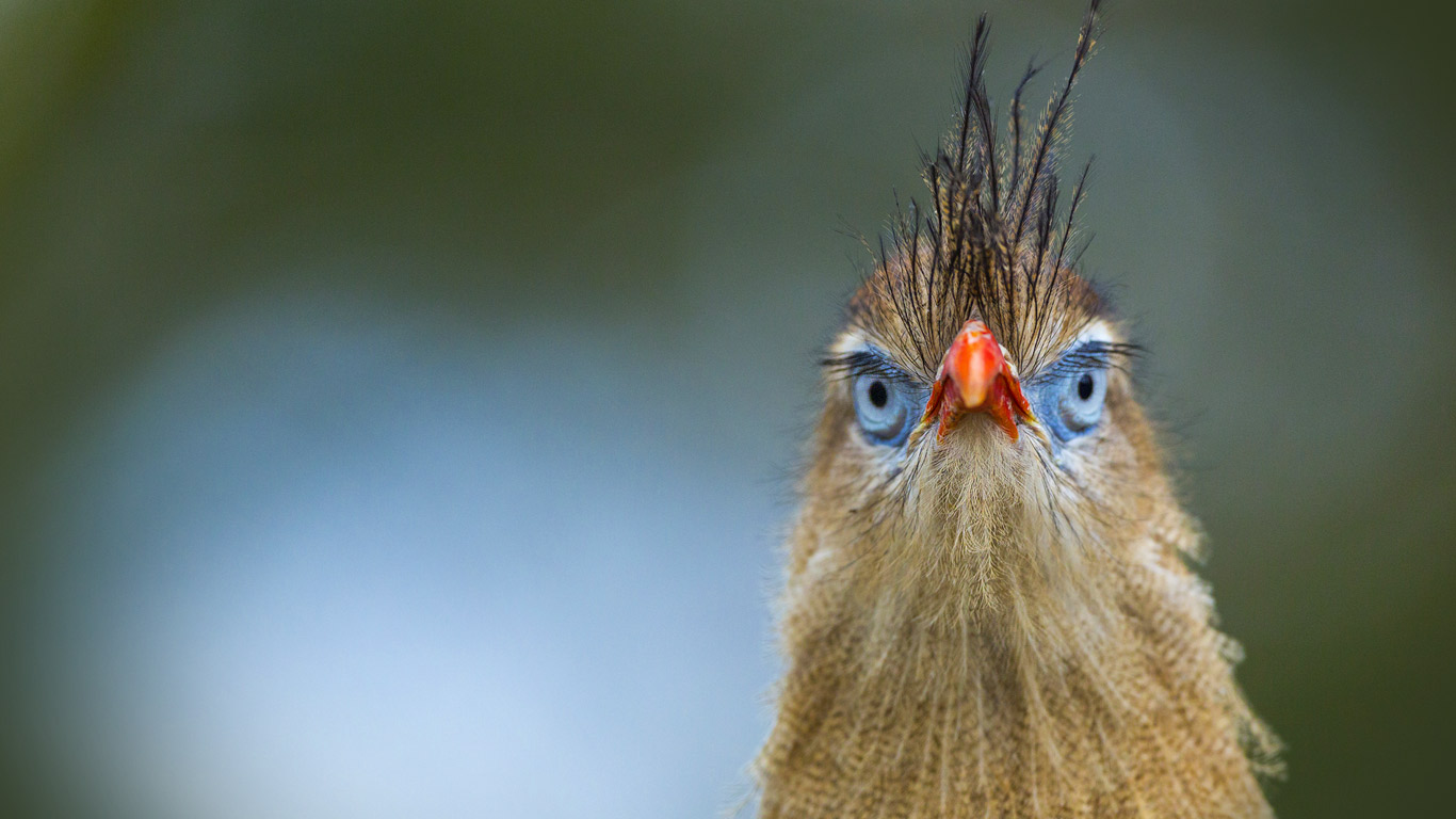 Red-legged seriema at the Apenheul Zoo in Apeldoorn, Netherlands (© Juan Carlos Muñoz/age fotostock)(Bing United Kingdom)