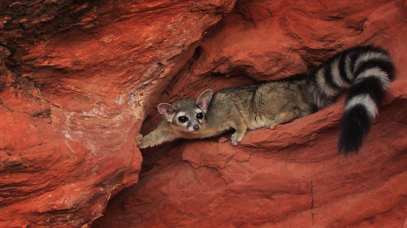 Ring-tailed cat, Utah, USA (© Getty Images)(Bing United Kingdom)
