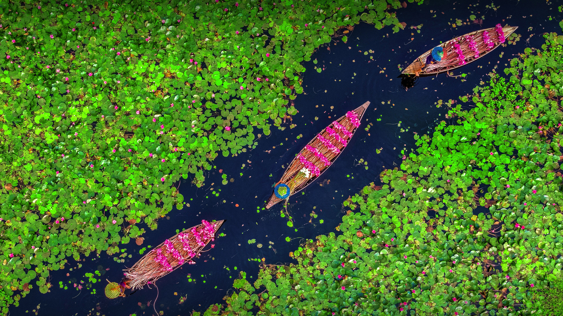 Farmers collecting the water lilies in the Satla marshland near Bagdha, Barishal, Bangladesh (© Mustasinur Rahman Alvi/Future Publishing via Getty Images)(Bing Canada)