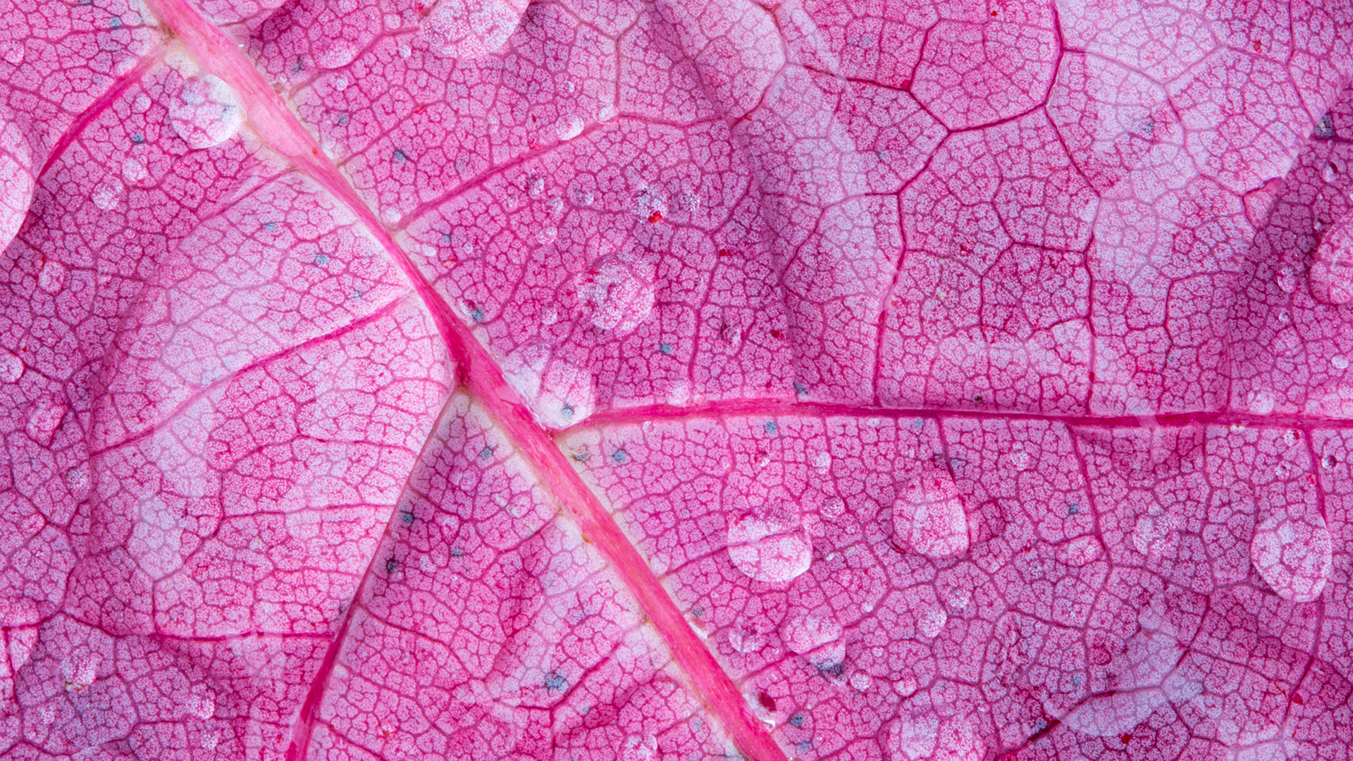 Water drops on a red maple leaf in Mont St-Bruno National Park, Quebec (© Gilles Delisle/Jaynes Gallery/DanitaDelimont.com)(Bing Canada)