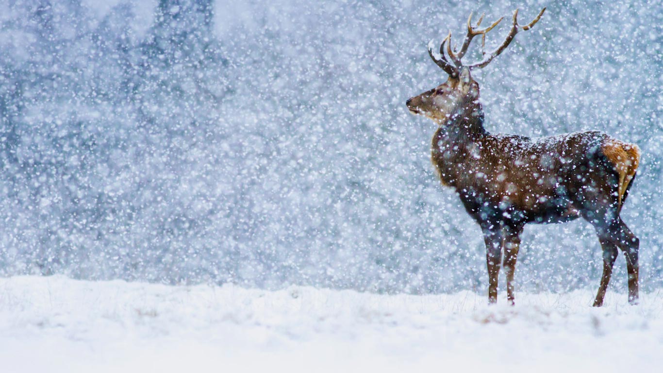 Red Deer (Cervus elaphus) stag in snowfall, Derbyshire, England, United Kingdom (© James Shooter/Minden)(Bing United Kingdom)