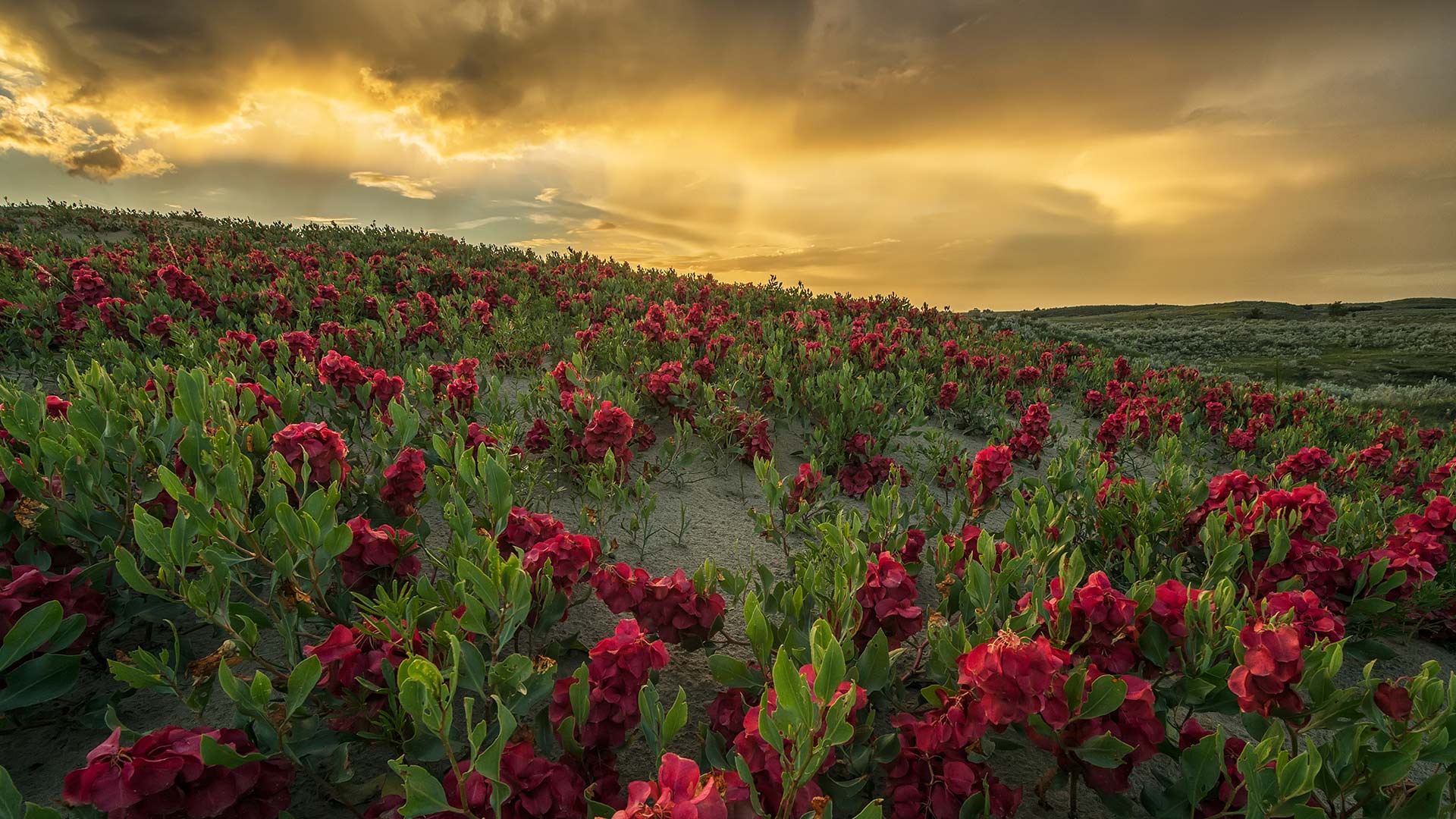 Sunset over the Great Sandhills, Sask. (© Robert Postma/plainpicture)(Bing Canada)
