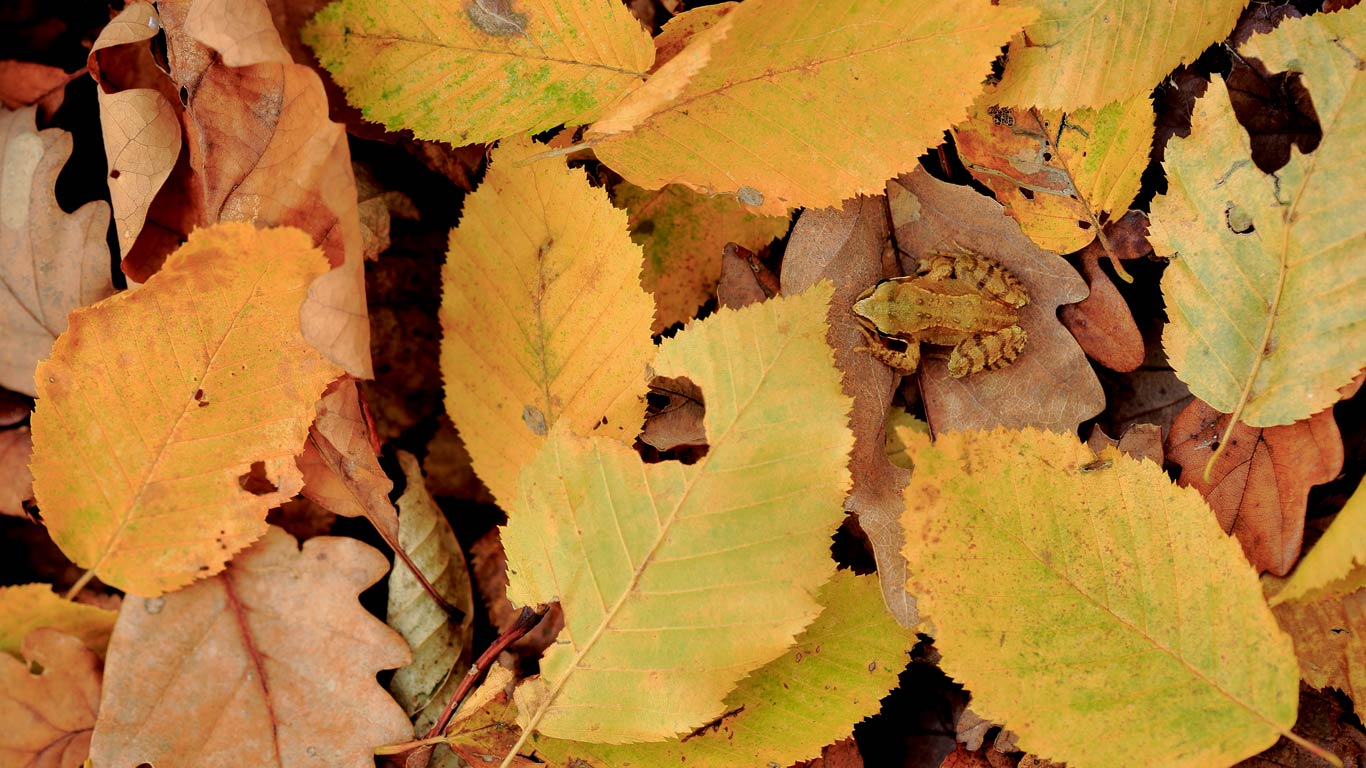 Grenouille rousse dans le parc naturel régional de la forêt d’Orient, Champagne (© Andres M. Dominguez/Minden Pictures)(Bing France)