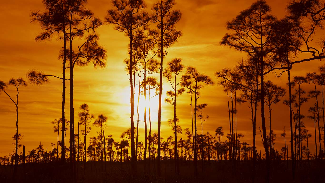 Everglades National Park, Florida, USA (© Angelo Cavalli/Aurora Photos)(Bing United Kingdom)
