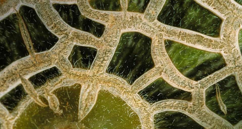 Close-up of a melon (© Corbis) &copy; (Bing Canada)