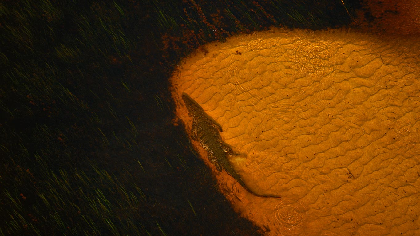A Nile crocodile soaks in the Okavango Delta, Botswana (© Richard Du Toit/Minden Pictures)(Bing United Kingdom)
