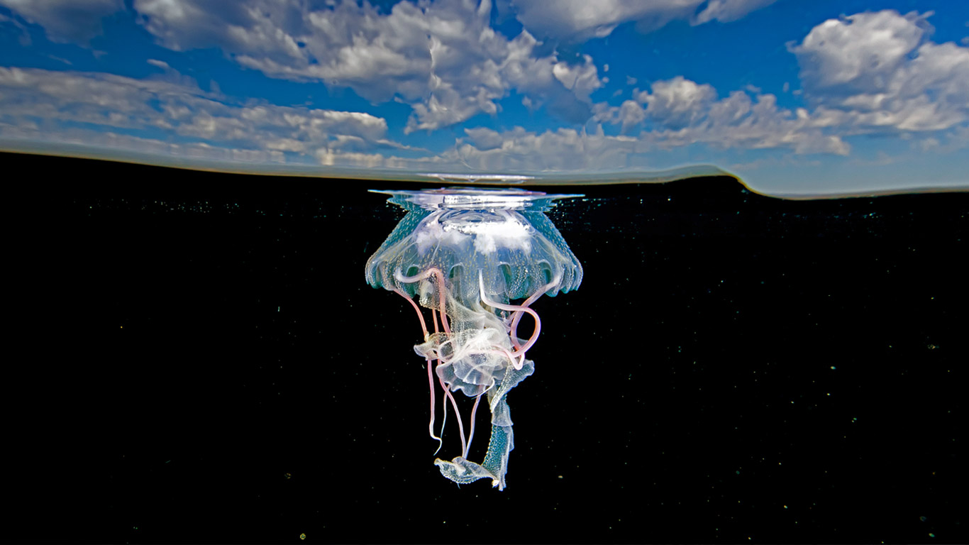 Mauve stinger jellyfish, Ixtapa Zihuatanejo, Mexico (© Christian Vizl/Tandem Stills + Motion)(Bing United Kingdom)