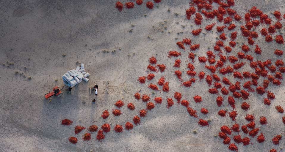 Red peppers laid out to dry near Baicheng, Xinjiang, China -- George Steinmetz/Corbis &copy; (Bing United Kingdom)