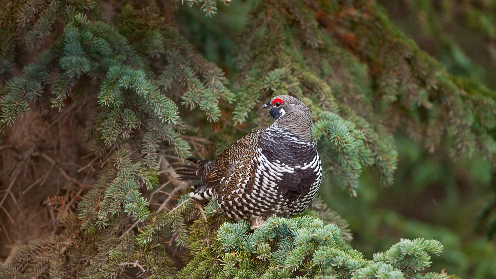 Spruce grouse in a spruce tree in Denali National Park, Alaska (© Yva Momatiuk and John Eastcott/Minden Pictures)(Bing Canada)
