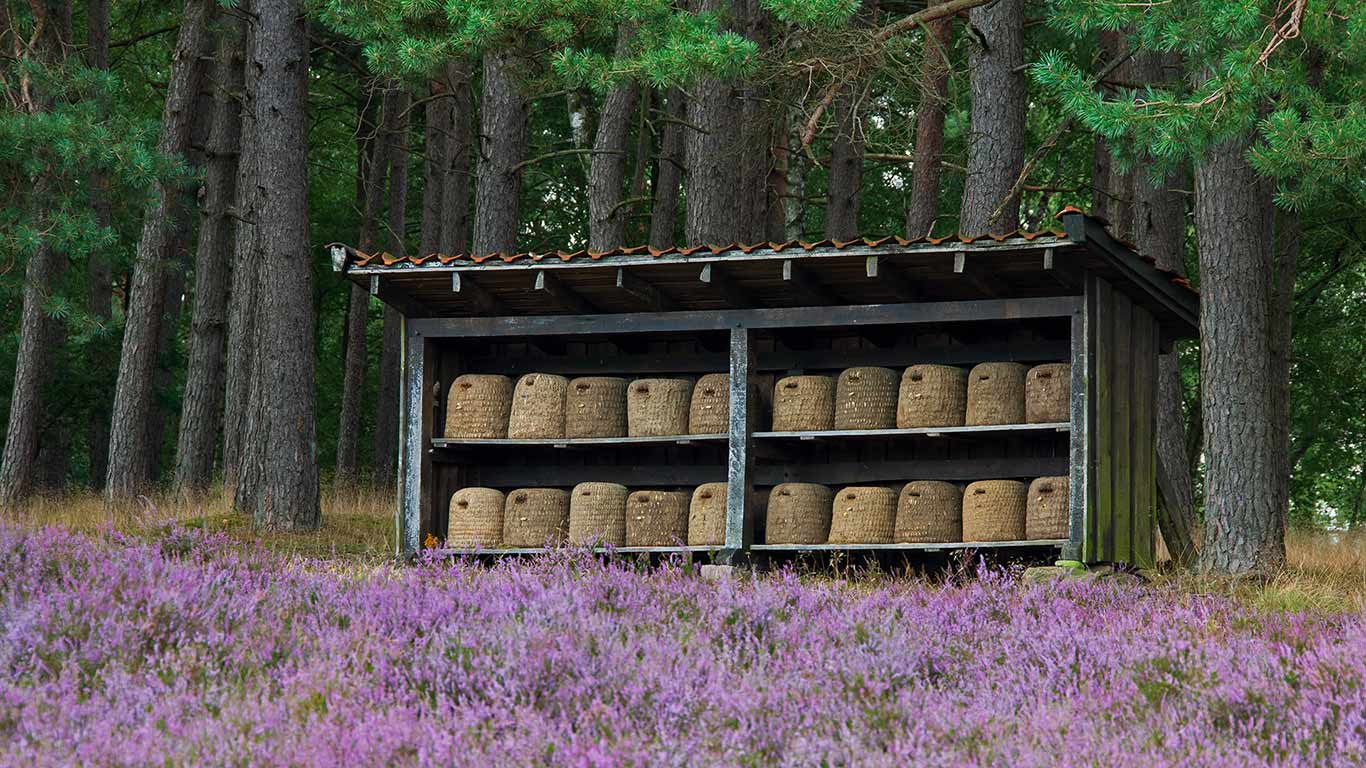 Bienenkörbe in einem Bienenstand, Lüneburger Heide, Niedersachsen, Deutschland (© Arterra/Getty Images)(Bing Deutschland)