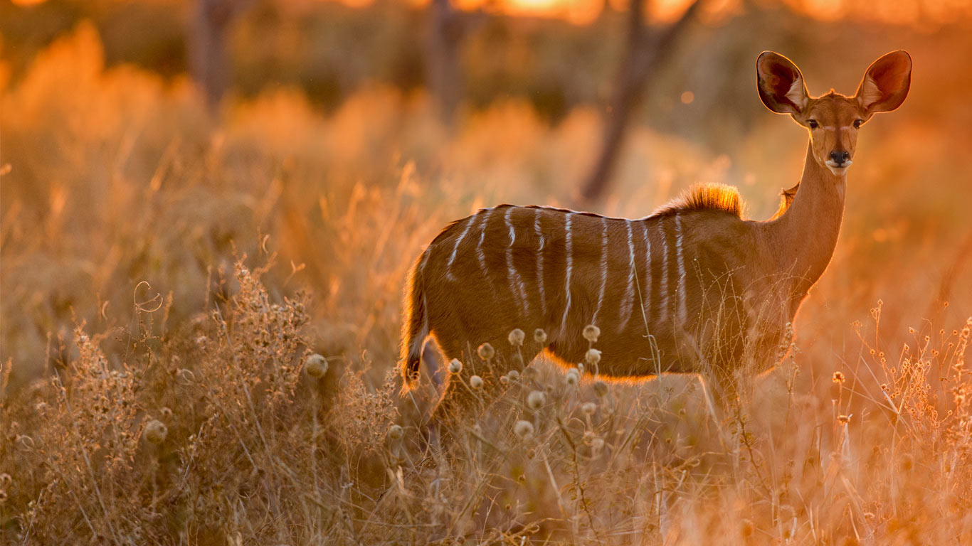 Female greater kudu in Chobe National Park, Botswana (© WorldFoto/Aurora Photos)(Bing United Kingdom)