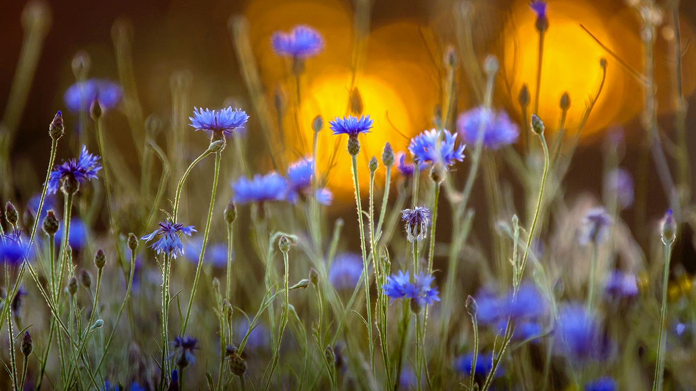 Bleuets dans un couché de soleil à l’occasion du centième anniversaire de l’Armistice qui a marqué la fin de la Première Guerre Mondiale 1914-1918 (© sindlera/iStock/Getty Images Plus)(Bing France)