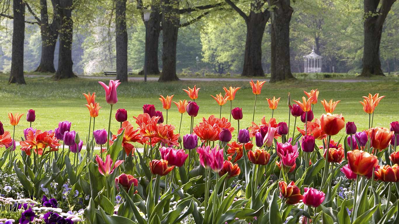 Tulpen, Baden-Baden, Baden-Württemberg, Deutschland (© Dautel/Alamy)(Bing Deutschland)