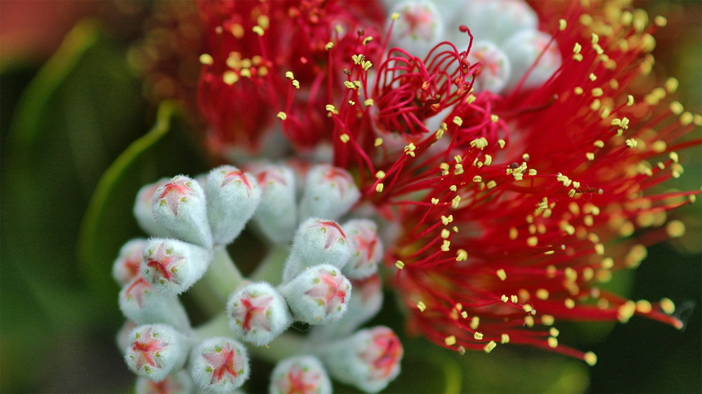 Pōhutukawa (Metrosideros excelsa) tree blossoms on the Hauraki Gulf Coast, North Island, New Zealand (© sassphotos/Getty Images)(Bing United States)