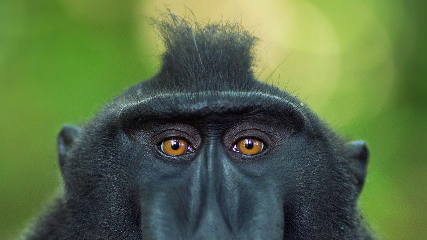 Celebes crested macaque mature male, Tangkoko National Park, Sulawesi, Indonesia (© Anup Shah/Corbis)(Bing United Kingdom)
