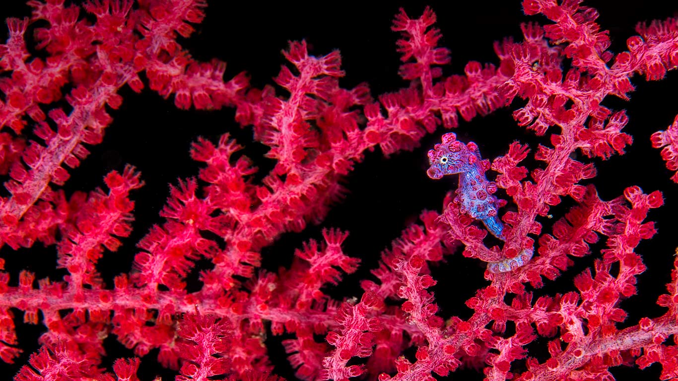 A pygmy seahorse hiding in a sea fan (© NPL/Minden Pictures)(Bing United Kingdom)