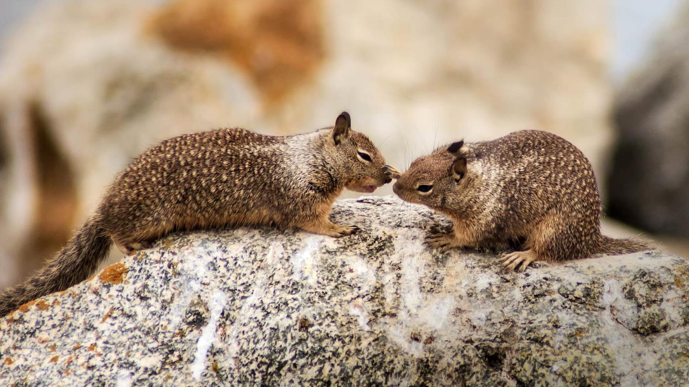 California ground squirrels at Seal Rock on 17-Mile Drive on the Monterey Peninsula, California (© Eric Lovelin)(Bing United States)
