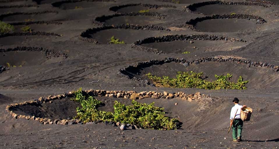 Weinreben auf Lanzarote, Kanarische Inseln, Spanien – Marc Dozier/Corbis &copy; (Bing Germany)