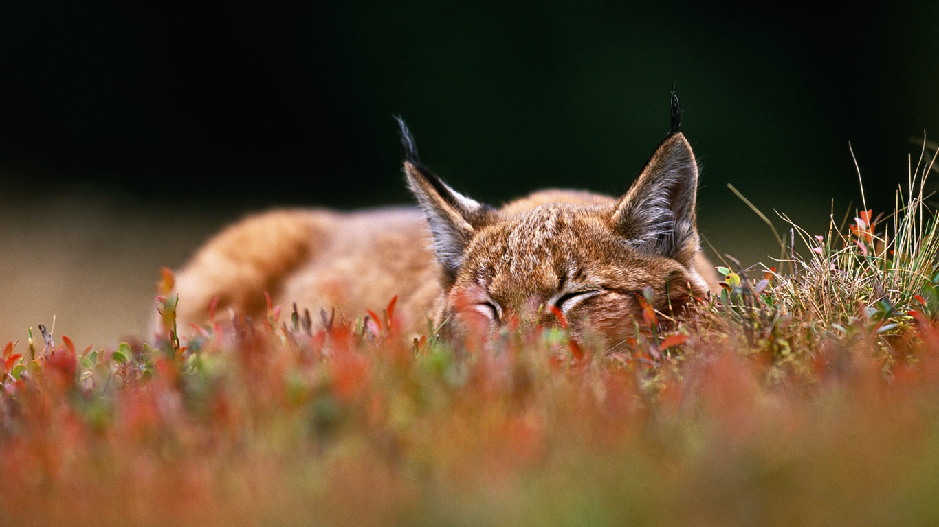 A Eurasian lynx in Šumava National Park, Czech Republic (© Niall Benvie/Minden Pictures)(Bing Canada)