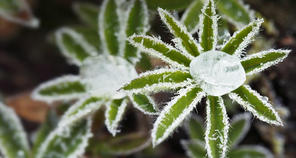 羽扇豆叶子上的白霜和冰冻露珠 (© Imagebroker RF/Photolibrary) &copy; (Bing China)