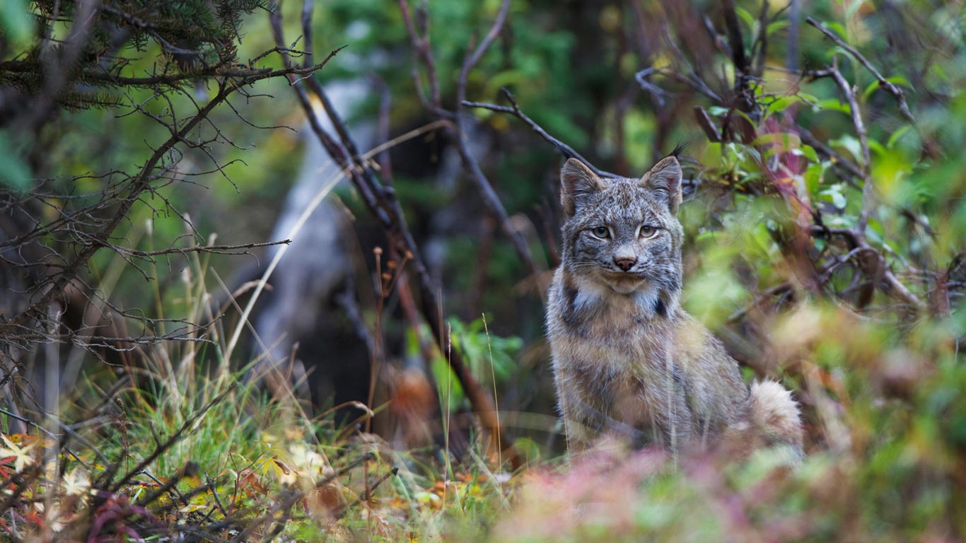 Canadian lynx in Denali National Park, Alaska, USA (© Design Pics Inc./Alamy)(Bing United Kingdom)