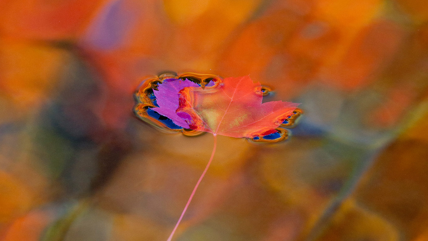 A red maple leaf in Mont-Saint-Bruno Conservation Park, Quebec, Canada (© Gilles Delisle/Jaynes Gallery/DanitaDelimont.com)(Bing United Kingdom)