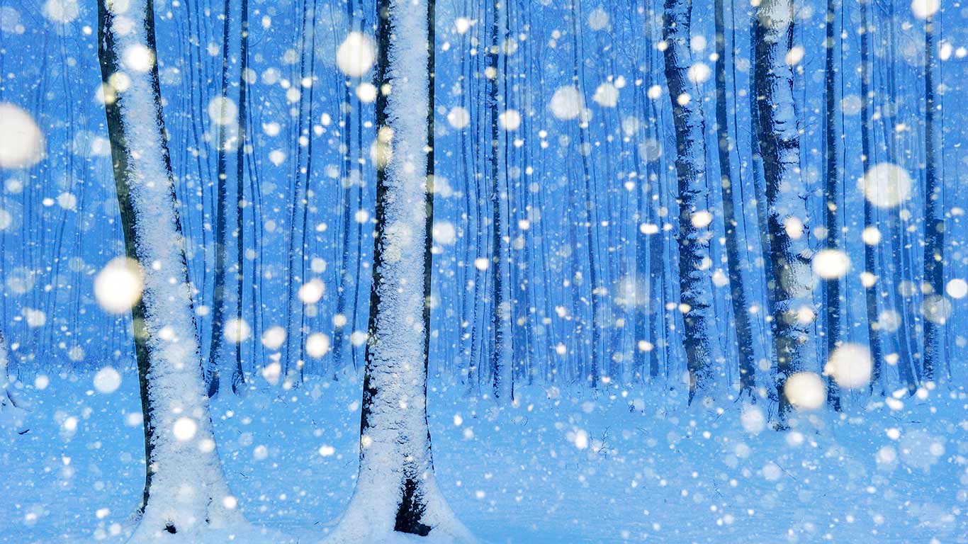 „Gespensterwald“ bei Nienhagen, Mecklenburg-Vorpommern, Deutschland (© Sandra Bartocha/Nature Picture Library/Corbis)(Bing Deutschland)