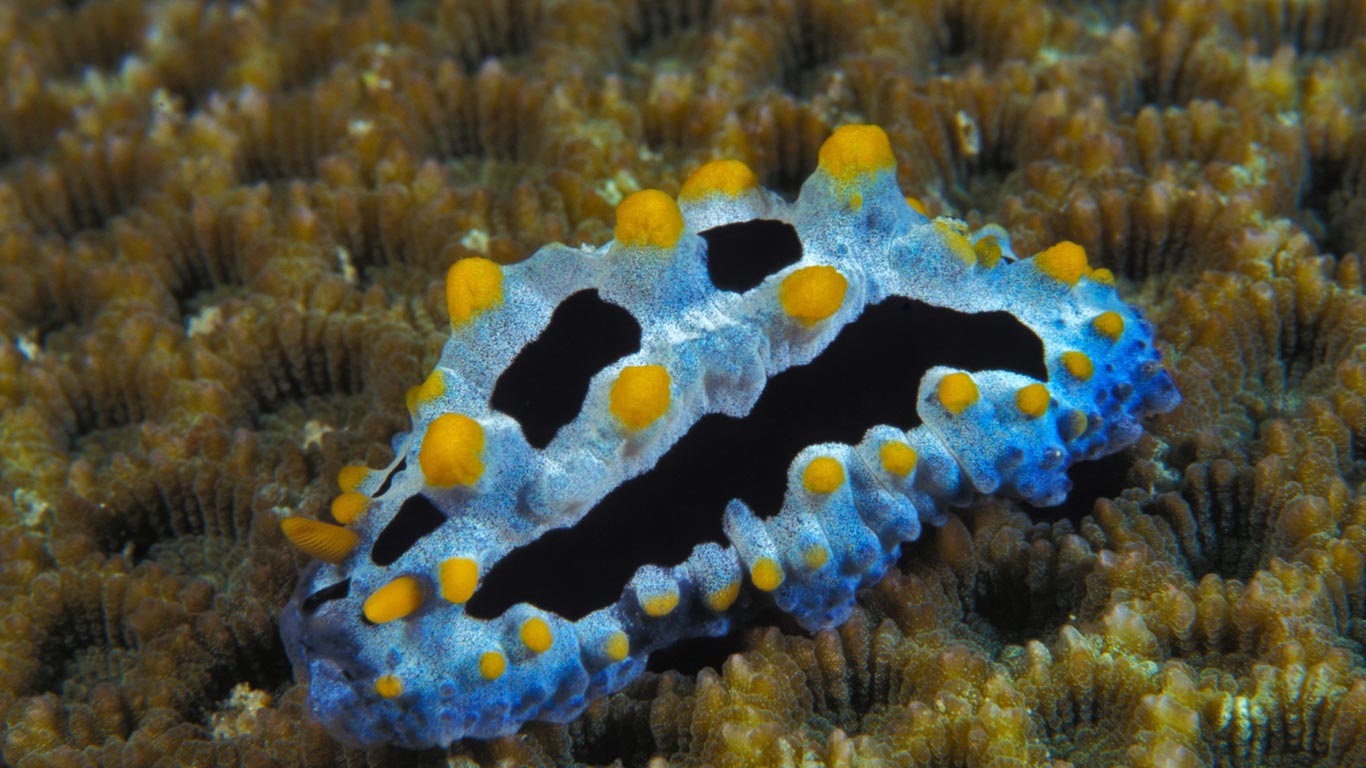 Phyllidia coelestis, a sea slug (© Jurgen Freund/Aurora Photos)(Bing United Kingdom)