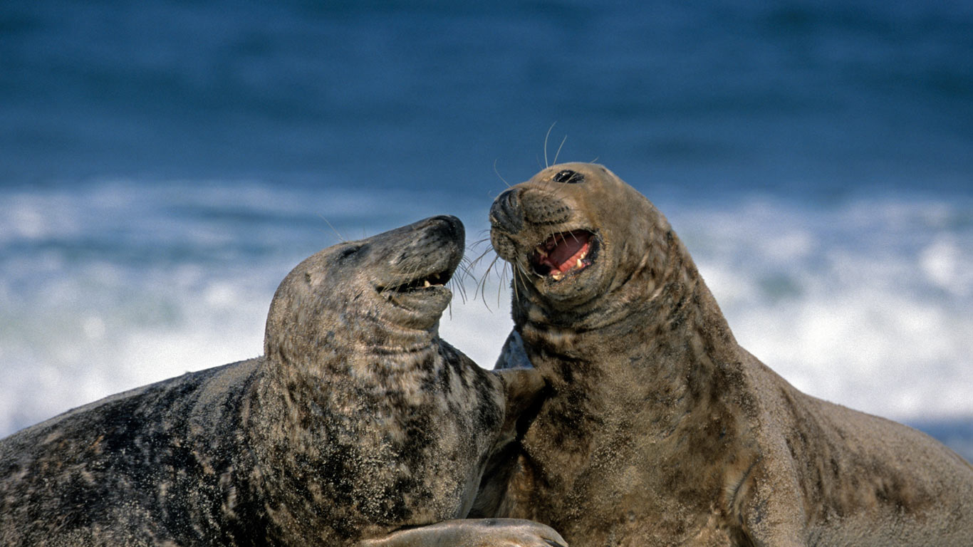 Grey seals at Heligoland, Germany (© Robert Harding Picture Library/SuperStock)(Bing United States)
