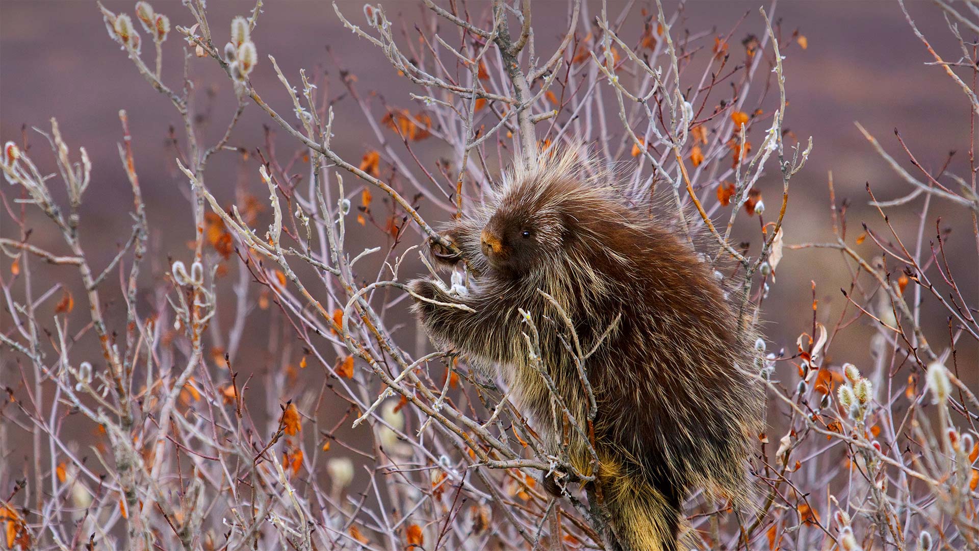 Porcupine hangs on a willow tree branch, Alaska (© Design Pics/Danita Delimont)(Bing Canada)