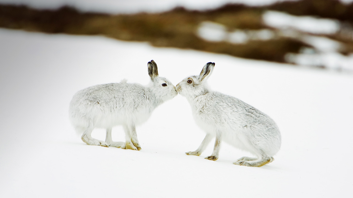 Mountain hares touching noses in Scotland (© Mark Hamblin/age fotostock)(Bing United Kingdom)