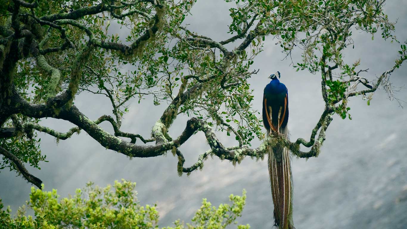 Indian peacock in Yala National Park, Sri Lanka (© Kevin Schafer/Minden Pictures)(Bing United Kingdom)