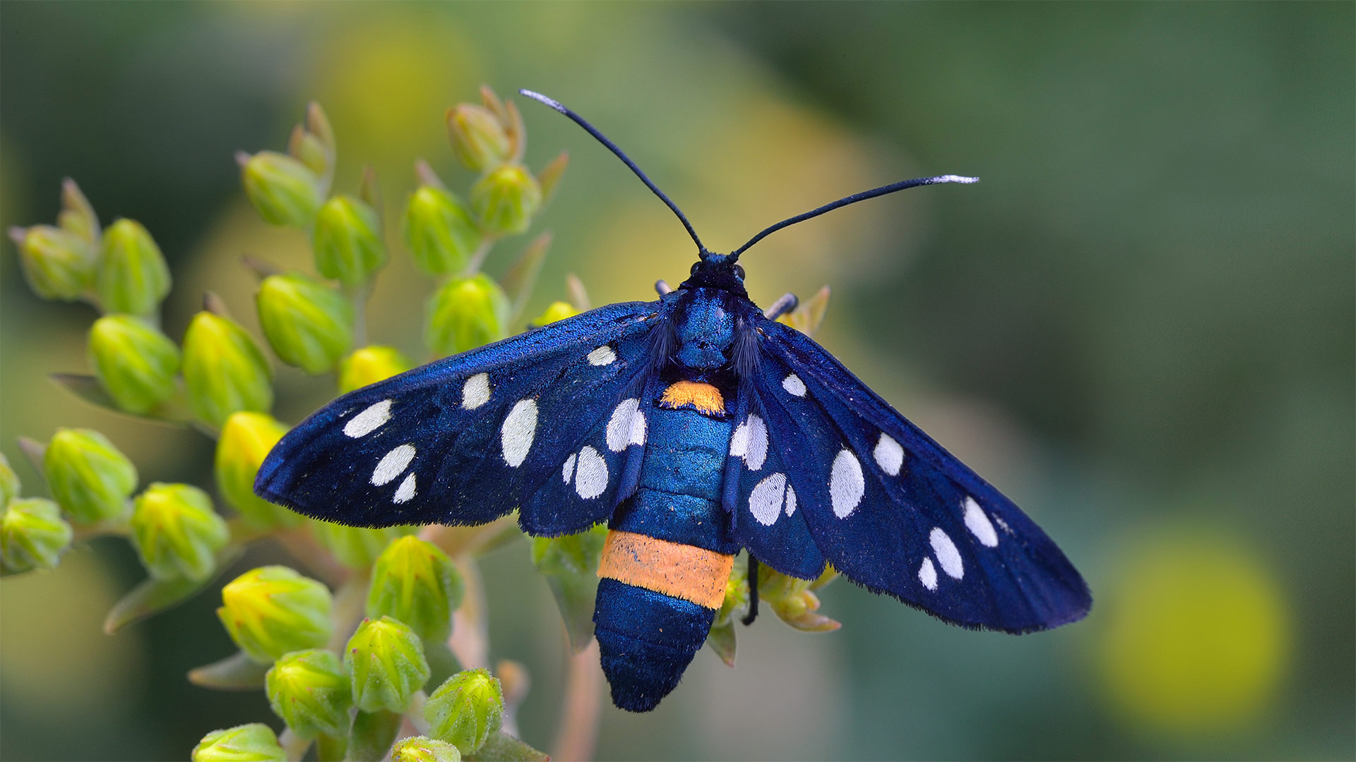 Nine-spotted moth in Switzerland (© Thomas Marent/Minden Pictures)(Bing United Kingdom)