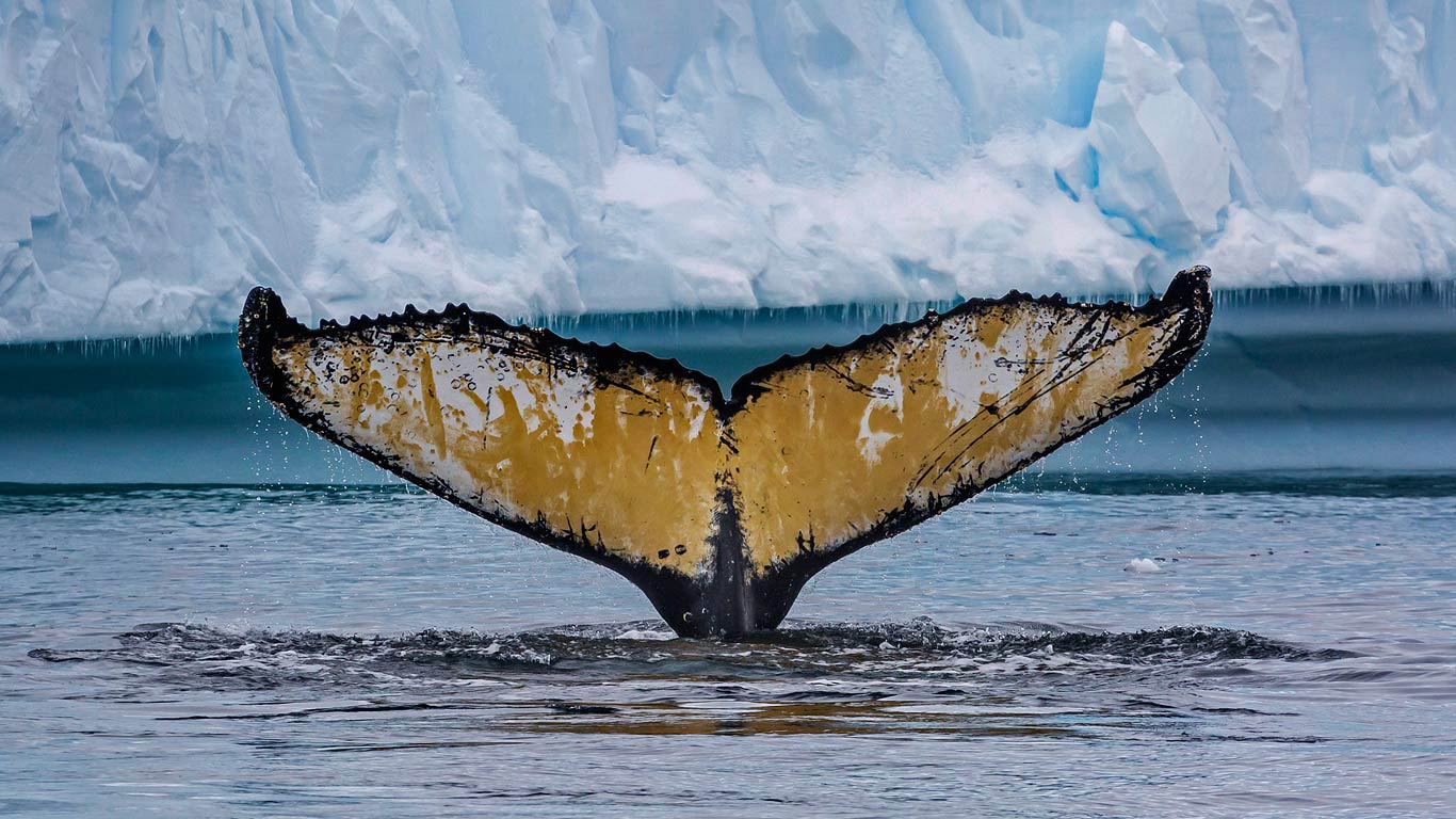 Humpback whale in Cierva Cove, Antarctica (© Robert Harding World Imagery/Offset)(Bing United Kingdom)