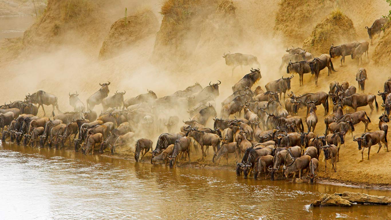 Blue wildebeest herd at the Mara River in Masai Mara National Reserve, Kenya (© Winfried Wisniewski/Corbis)(Bing United Kingdom)
